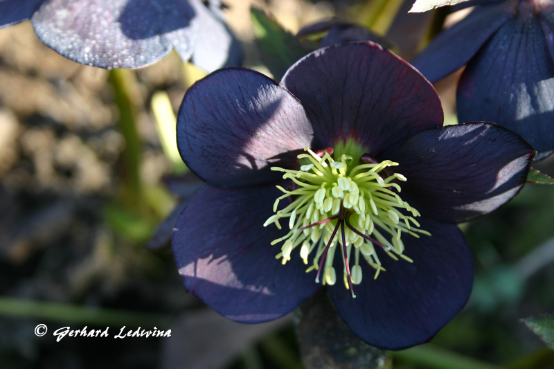 Blühende Helleborus in Baden-Baden Februar 2008
