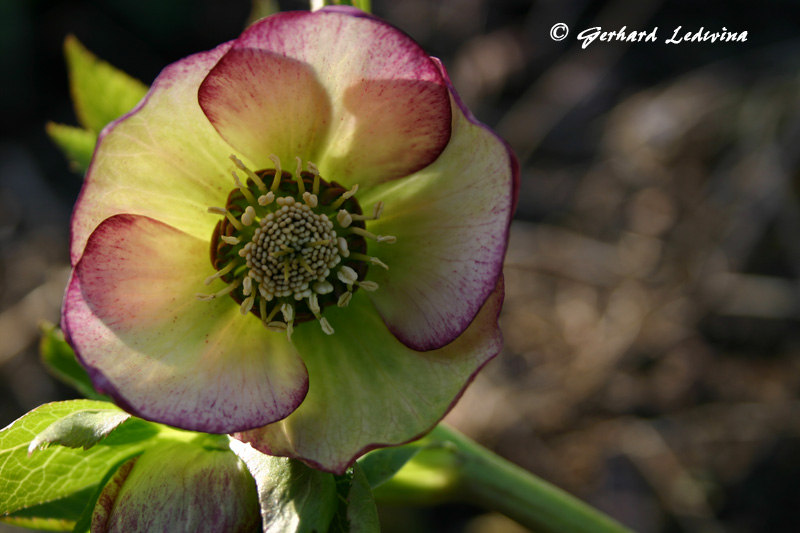 Blühende Helleborus in Baden-Baden 2008