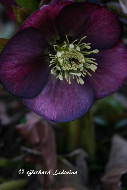 Helleborus aus Baden-Baden 2008 bei Helmut Pusch