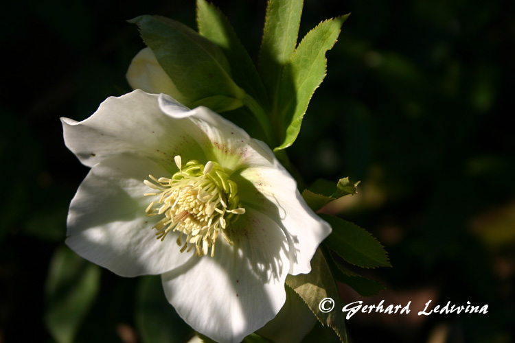 Helleborus in Baden-Baden 2008 bei Helmut Pusch