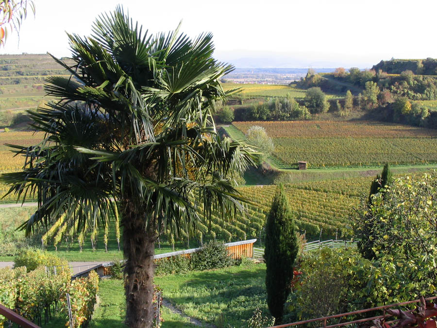 palme-am-kaiserstuhl1 Palme und Wein