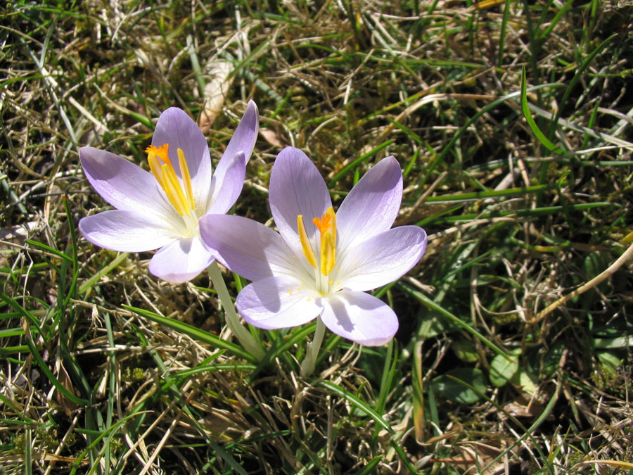 krokusse_1_2009 Das Frühjahr kommt