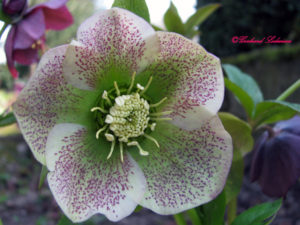 helleborus_2009-04-04_01 Blumen aus Baden-Baden 2009