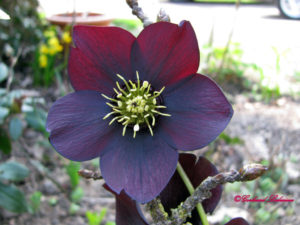 helleborus_2009-04-04_02 Blumen in Baden-Baden 2009