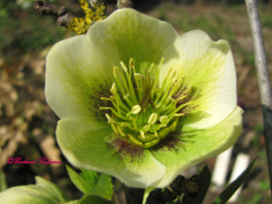 helleborus_2009-04-04_06-kopie Blumen in Baden-Baden 2009