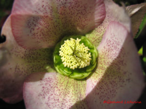 img_9647-kopie-600 Blumen aus Baden-Baden März 2011