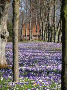 krokusse_feb09_img_0160 Das Frühjahr blüht