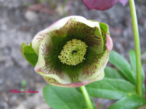 helleborus_2009-04-04_08 Blumen aus Baden